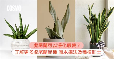 虎尾蘭作用|虎尾蘭｜助淨化家居環境？一文了解品種/風水擺法及 